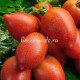 Dwarf Ann`s Dusky Rose Plum (Дварф Темная-розовая слива Энн), США